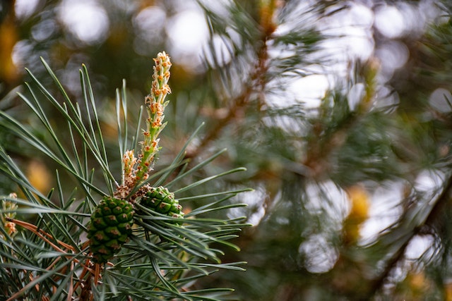 benefits-of-unlit-artificial-christmas-trees